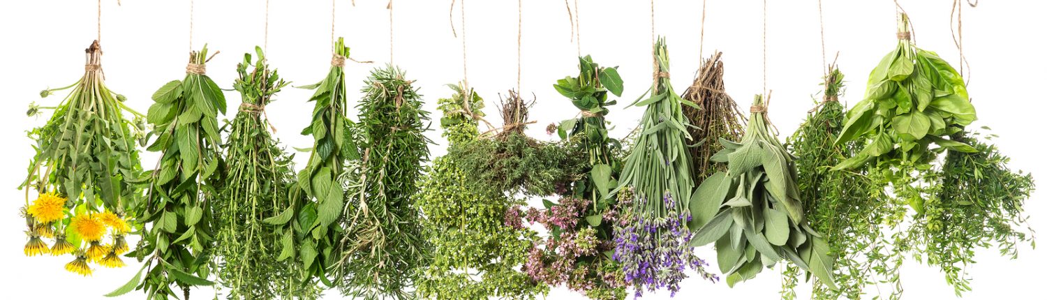 Fresh Herbs Hanging Isolated On White. Basil, Rosemary, Thyme, M